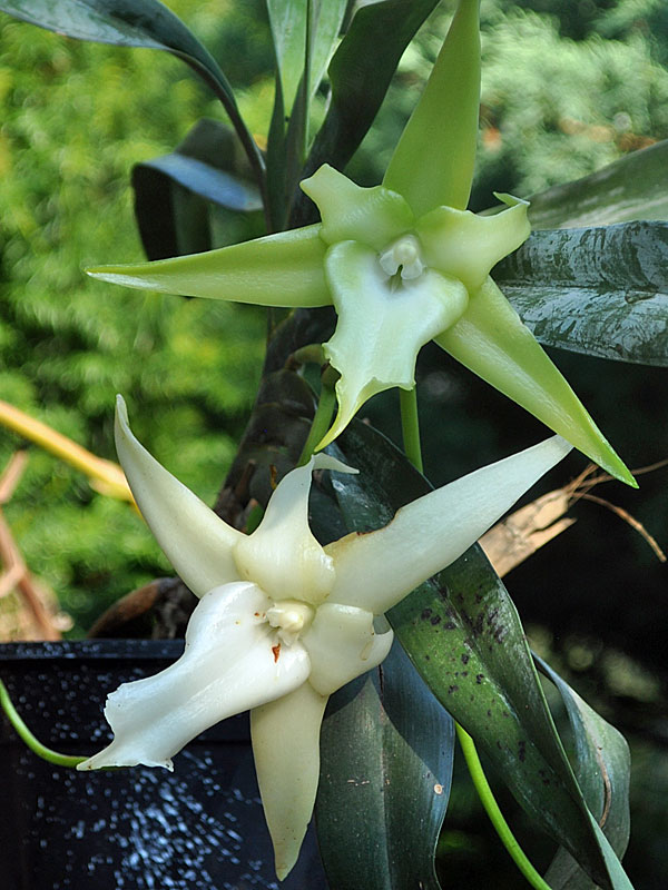 Angraecum_sesquipedale01.jpg