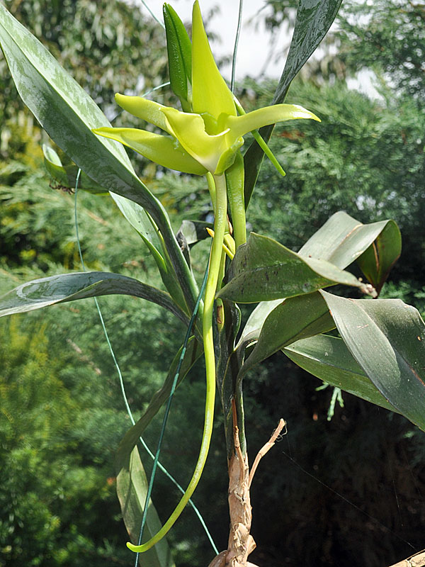 Angraecum_sesquipedale02.jpg