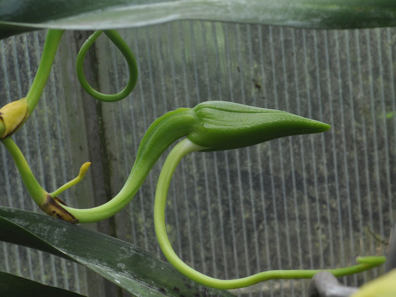 Angraecum_sesquipedale03.jpg
